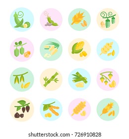 Set vector illustration of beans and cereals. Flat elements on white background