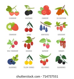 Set vector illustration of berries. Flat elements on white background