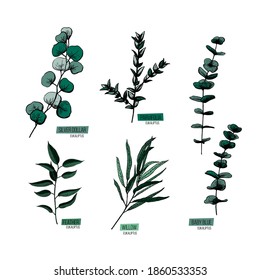 Set vector illustration in eucalyptus sketch style. Branch with leaves Winter medicinal herb. Engraved art. Suitable for cosmetics, medicine, treatment, healthcare, packaging design, aromatherapy.