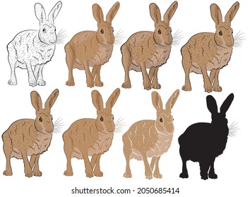 Set of Vector illustration of a European hare in isolate on a white background. Vector illustration.