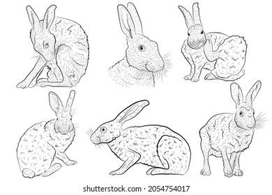 Set Vector illustration of a European hare isolated on a white background. Vector illustration.