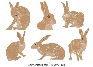 Set Vector illustration of a European hare isolated on a white background. Vector illustration.