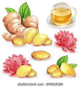 Set Vector Illustration Of A Fresh Ginger Root, Sliced, Flower And Ginger Tea Isolated On White Background. Print, Template, Design Element For Packaging.