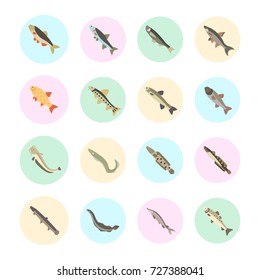 Set vector illustration of freshwater fish. Flat elements on white background.