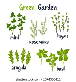 Set of vector illustration herbs with lettering. Green growing basil, rosemary, thyme, mint, arugula. Gardening. For your design.