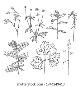 Set of vector illustration with the image of decorative flowers, branches and herbs. Great design for any purpose.