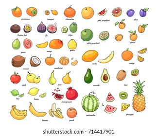 Set of vector illustration of juicy isolated outline colorful fruits.