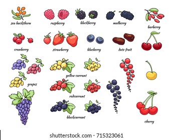 Set of vector illustration of juicy isolated outline colorful berries - cranberry; strawberry; barberry; currant; grape; cherry; mulberry; blackberry; raspberry; blueberry; sea buckthorn; date fruit.