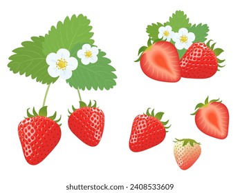 Set vector illustration of juicy strawberries