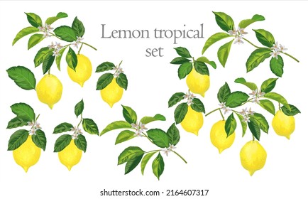 Set of vector illustration with lemons. Tropic yellow lemon collection on a white background.