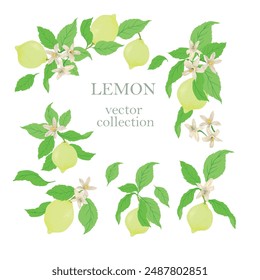 Set of vector illustration with lemons. Tropic yellow lemon collection on a white background.