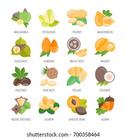 Set vector illustration of nuts. Flat elements with names on white background