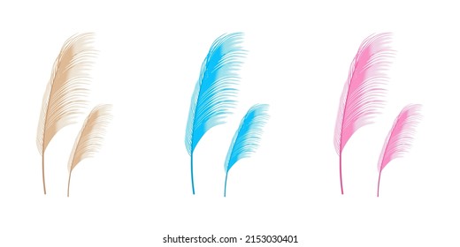 Establecer ilustración vectorial de la hierba de pampas. Rama de crema de pasto seco. Panícula de Cortaderia selloana Sudamérica, cabeza floral de plumas plumestep. Color rosa pálido. Plantilla para una tarjeta de boda.