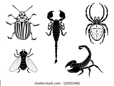 set of vector illustration of potato beetle, fly, scorpion and spider