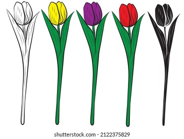 Set of Vector illustration of a realistic tulip. Vector illustration