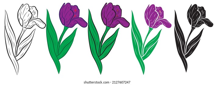 Set of Vector illustration of a realistic tulip. Vector illustration