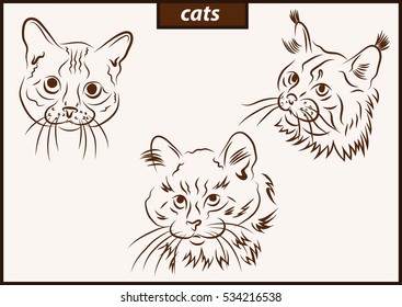 Set of a vector illustration shows a cats breed.