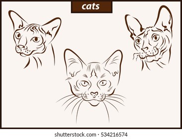 Set of a vector illustration shows a cats breed.
