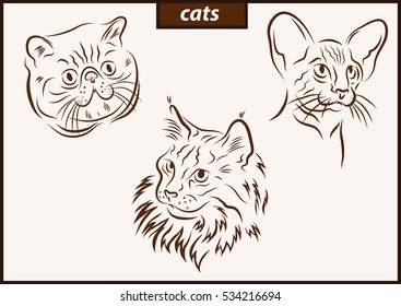 Set of a vector illustration shows a cats breed.