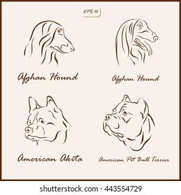 Set of a vector Illustration shows a dog breeds. Afghan Hound, American Akita, American Pit Bull Terrier