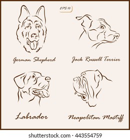 Set of a vector Illustration shows a dog breeds. German Shepherd, Jack Russell Terrier, Labrador, Neapolitan Mastiff