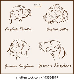 Set of a vector Illustration shows a dog breeds. English Pointer, English Setter, German Kurzhaar