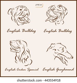 Set of a vector Illustration shows a dog breeds. English bulldog, English Cocker Spaniel, English Greyhound