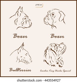 Set of a vector Illustration shows a dog breeds. Boxer, Bullterrier, Cavalier King Charles Spaniel