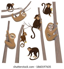 Set of vector illustration of sloth and monkey. Monkey on a tree, sloth on a branch.