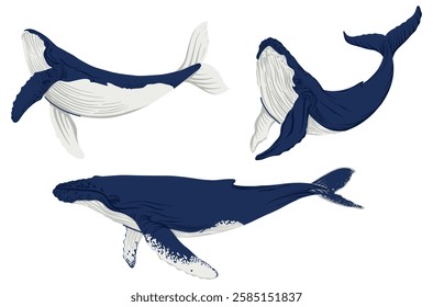 Set vector illustration of whales. Collection of arctic marine mammals in black and white hand-drawn sketch style