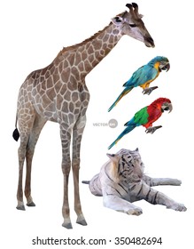 set of vector illustration of wild animals in tropical countries a
giraffe, white tiger, parrots realistic in polygonal (low poly) origami style.