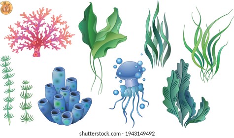 Set of vector illustrations of algae and marine life. Stems and leaves, jellyfish and corals