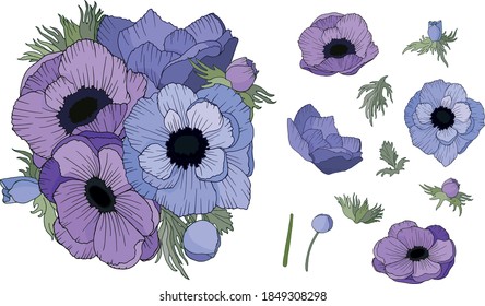 Set of vector illustrations of anemone flowers isolated on white background.