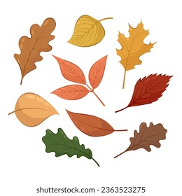 Set of vector illustrations of autumn leaves on a white background. Autumn leaves in flat style. Foliage. Autumn.