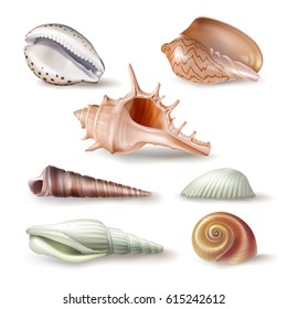 Set of vector illustrations, badges, stickers, seashells of various kinds in realistic style isolated on white