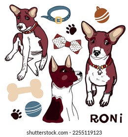 Set of vector illustrations. Basenji dog breed, puppy, portrait of an adult dog, bone, collar, paw marks on a white background. For printing, creativity, decor, nursery.