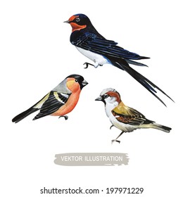 Set of vector illustrations of birds in a watercolor style. Snigir, swallow, sparrow vector illustration. Bird watercolor illustration isolated on white background.