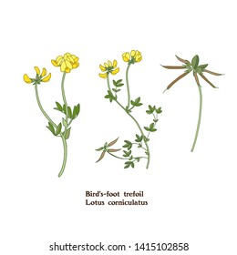 Set of vector illustrations of bird's-foot trefoil - Lotus corniculatus plant with flowers, stems, leaves and beans. Pasture and meadow forage,hay and silage herb.