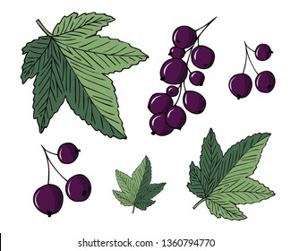 Set of vector illustrations of black currants and leaves isolated on white background.