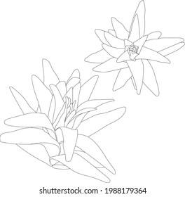 Der Satz von Vektorgrafiken blühender Blumen mit transparentem Hintergrund