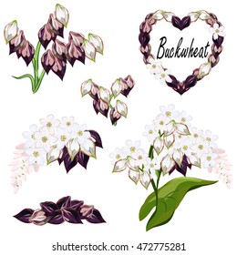Set of vector illustrations of buckwheat flowers and grains isolated on white background