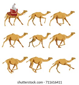 Set of vector illustrations with camels. Walking, galloping camels.