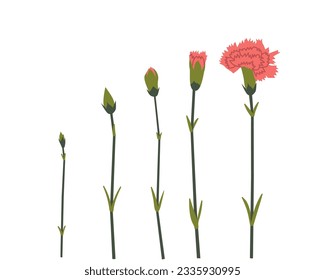 Set of vector illustrations of carnation from bud to flower. Growing carnation