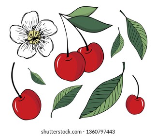 Set of vector illustrations of cherry, leaves and blossom isolated on white background