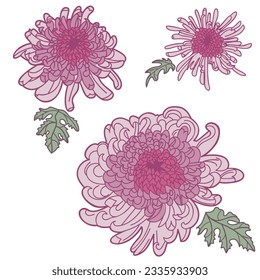 
Set of vector illustrations of chrysanthemum flowers and leaves in delicate pink colors