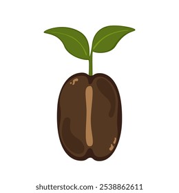Set of vector illustrations of coffee drinks Coffee seeds, sprouting seedlings, extracted, roasted, fragrant, isolated on white background. For designing food and drink menus, cafes, areeasy to edit.
