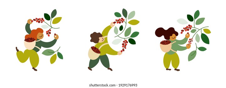 Set Of Vector Illustrations With Coffee Pickers. People Harvesting Ripe Red Berries From Trees Branches. Happy Farmers Picking Coffee Beans In Basket By Hand. Laborers Work On Farm. Design For Package