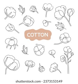 
Set of vector illustrations of cotton plant. Isolated, on a white background.
