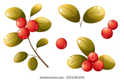 Set of vector illustrations of cranberries. Individual elements with lingonberries on a branch, a handful of berries with leaves and single scattered berries. Clip art for labels, postcards, logos.