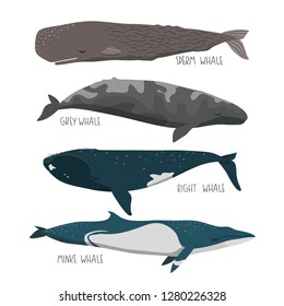 Set Different Whales On White Background Stock Vector (Royalty Free ...